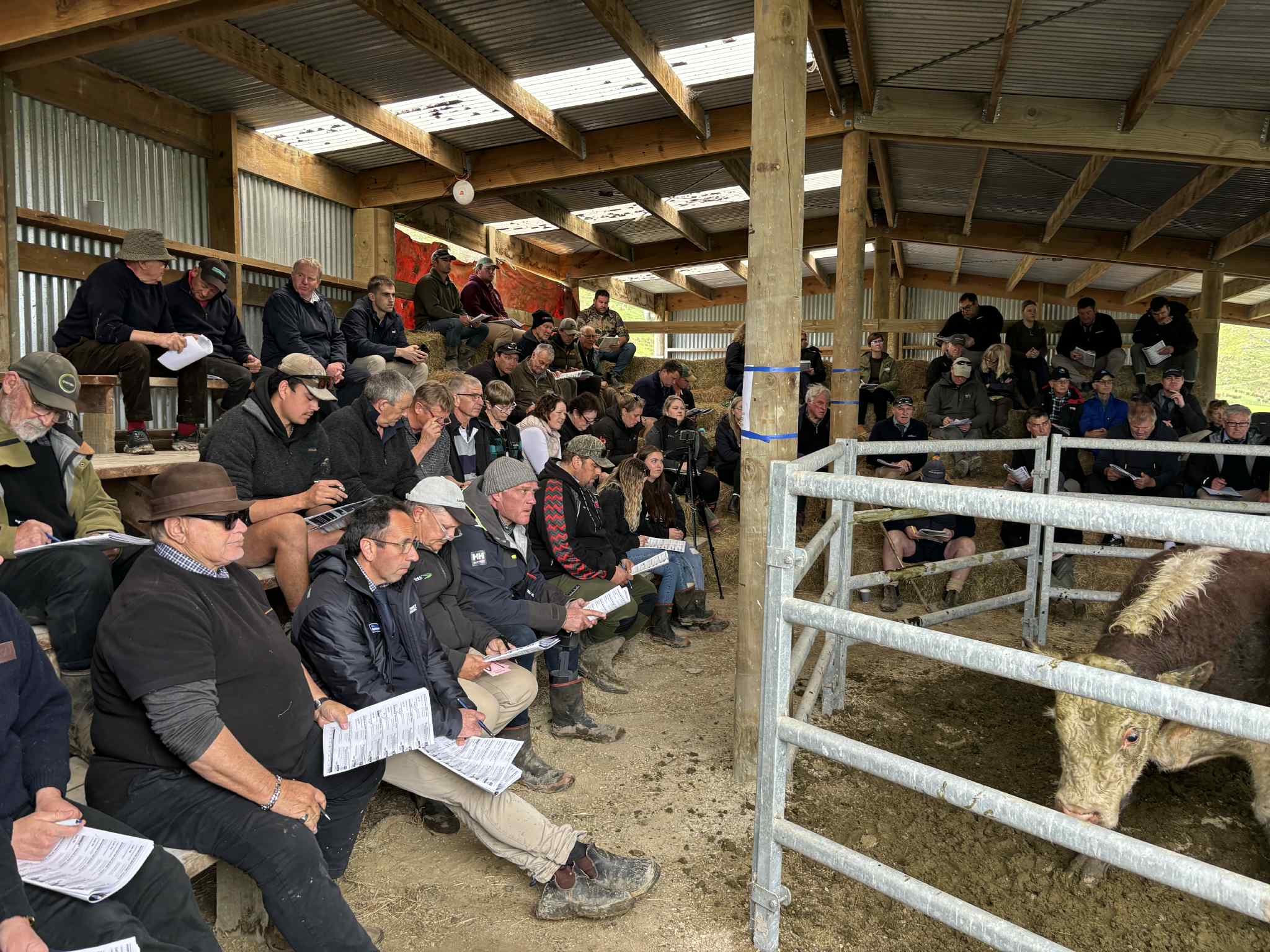 Featured image for Riverton Ezicalve Herefords